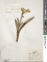 Iris pumila image