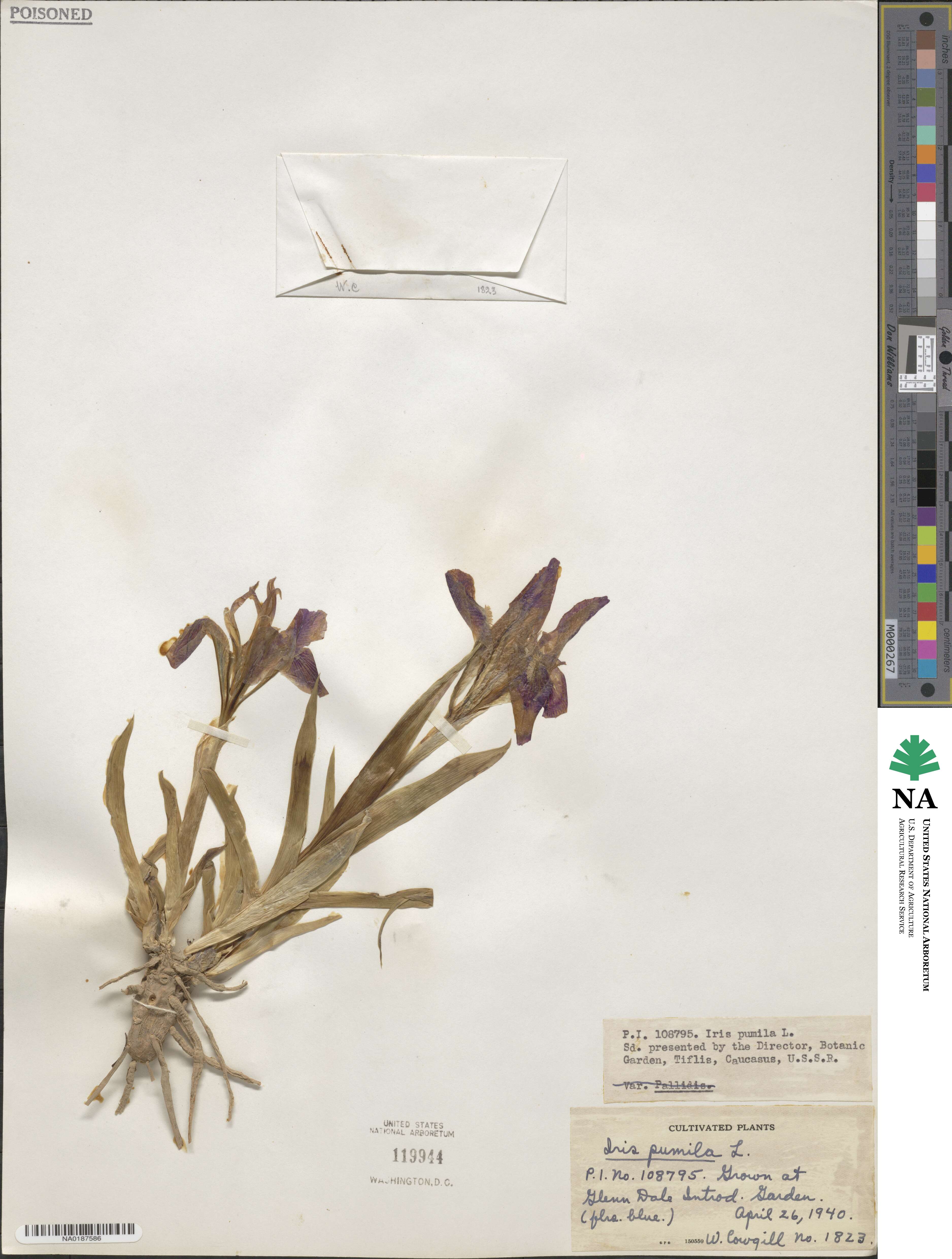 Iris pumila image