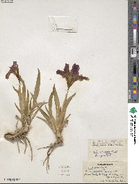 Iris pumila image