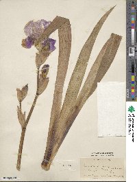 Iris sambucina image