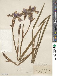 Iris sanguinea image