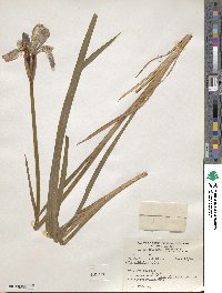 Iris sibirica image