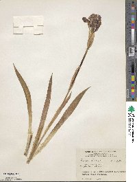 Iris sibirica image