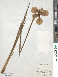 Iris sibirica image