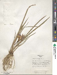 Iris sibirica image