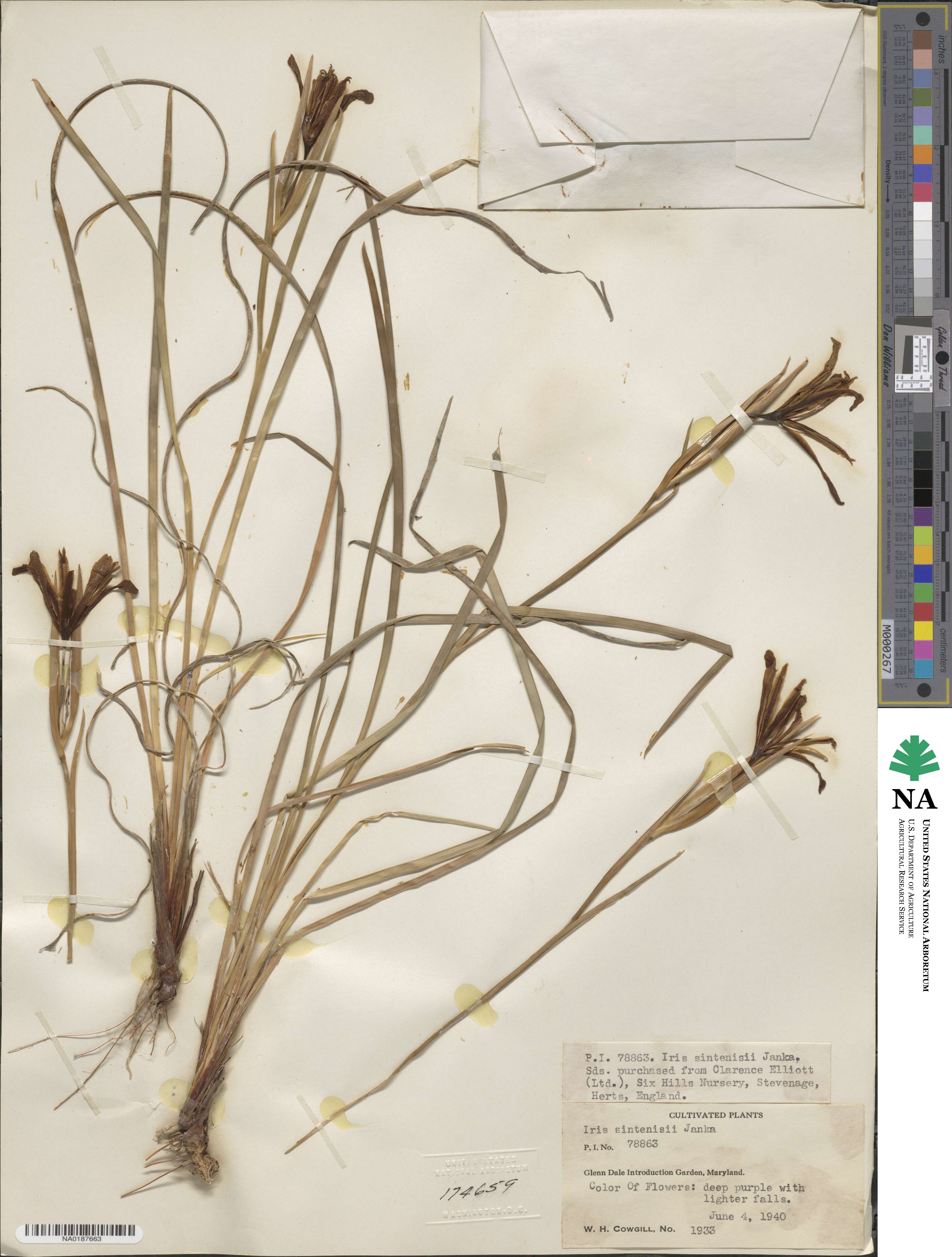 Iris sintenisii image