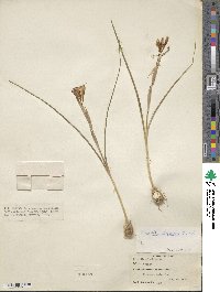 Moraea sisyrinchium image