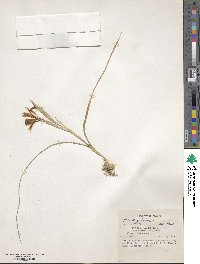 Moraea sisyrinchium image