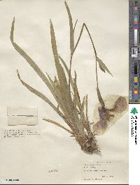 Iris setosa image