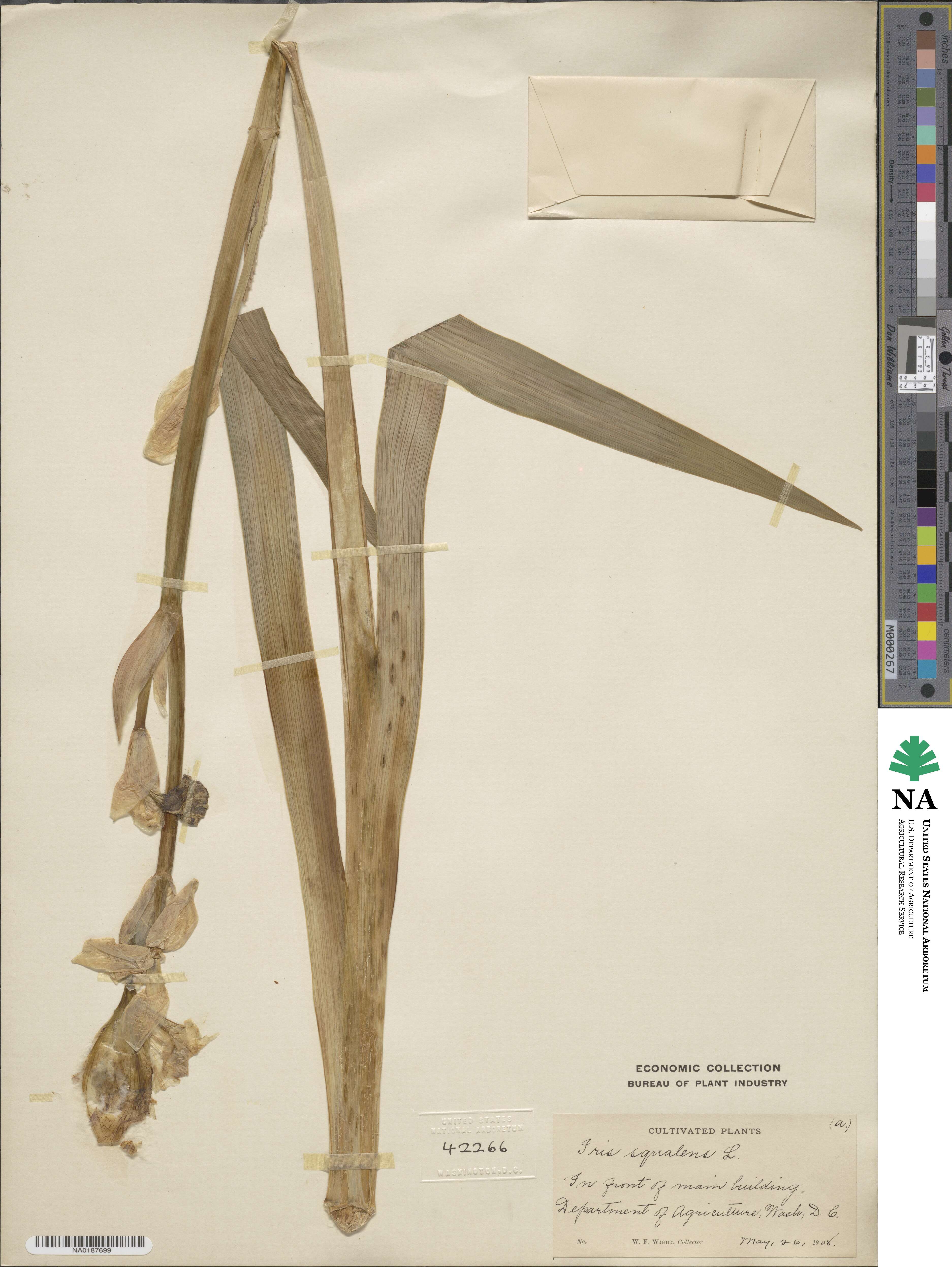 Iris japonica image