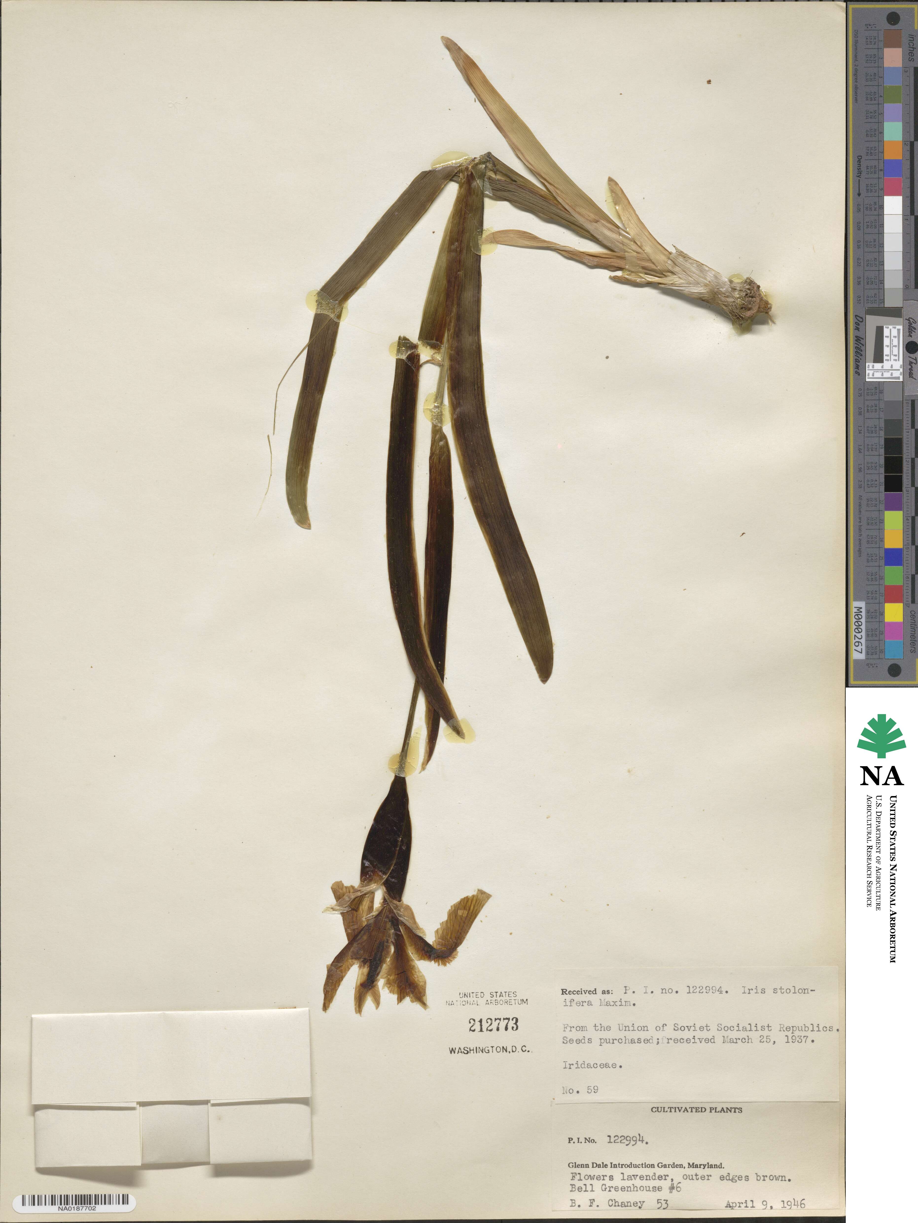 Iris stolonifera image