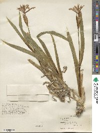 Iris tectorum image