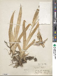 Iris tectorum image