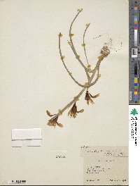 Iris tingitana image