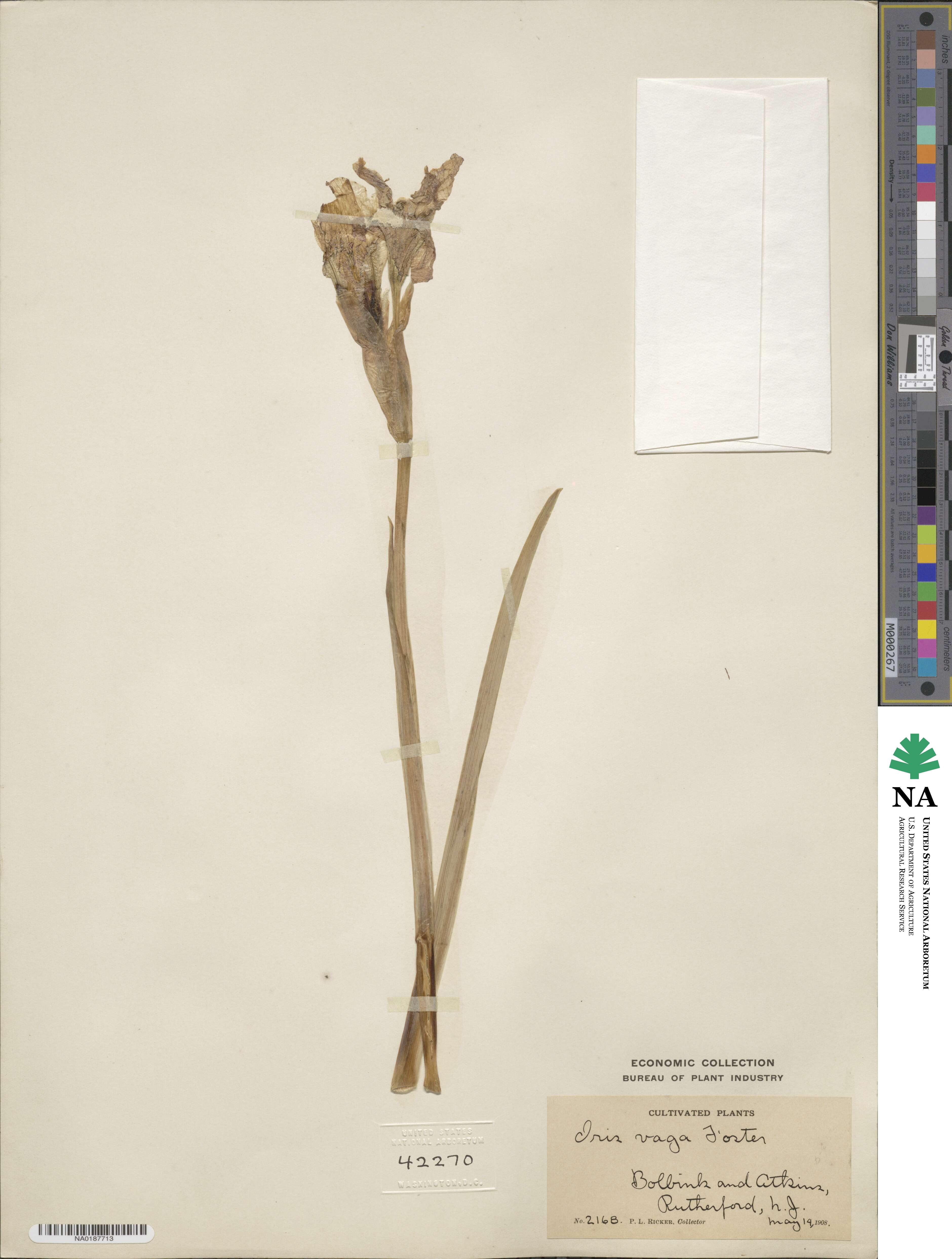 Iris stolonifera image