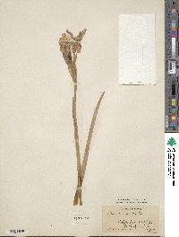 Iris stolonifera image