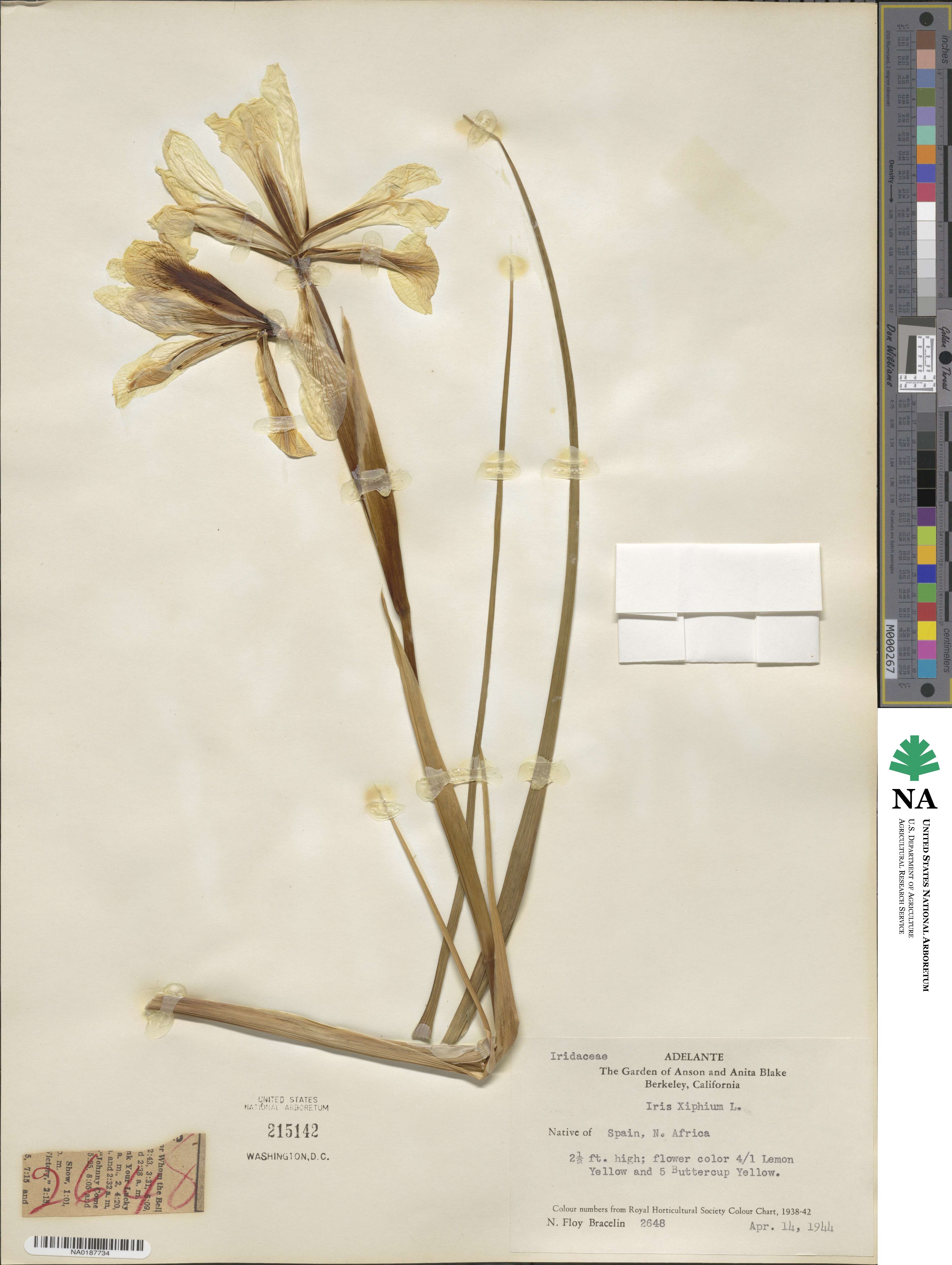 Iris xiphium image