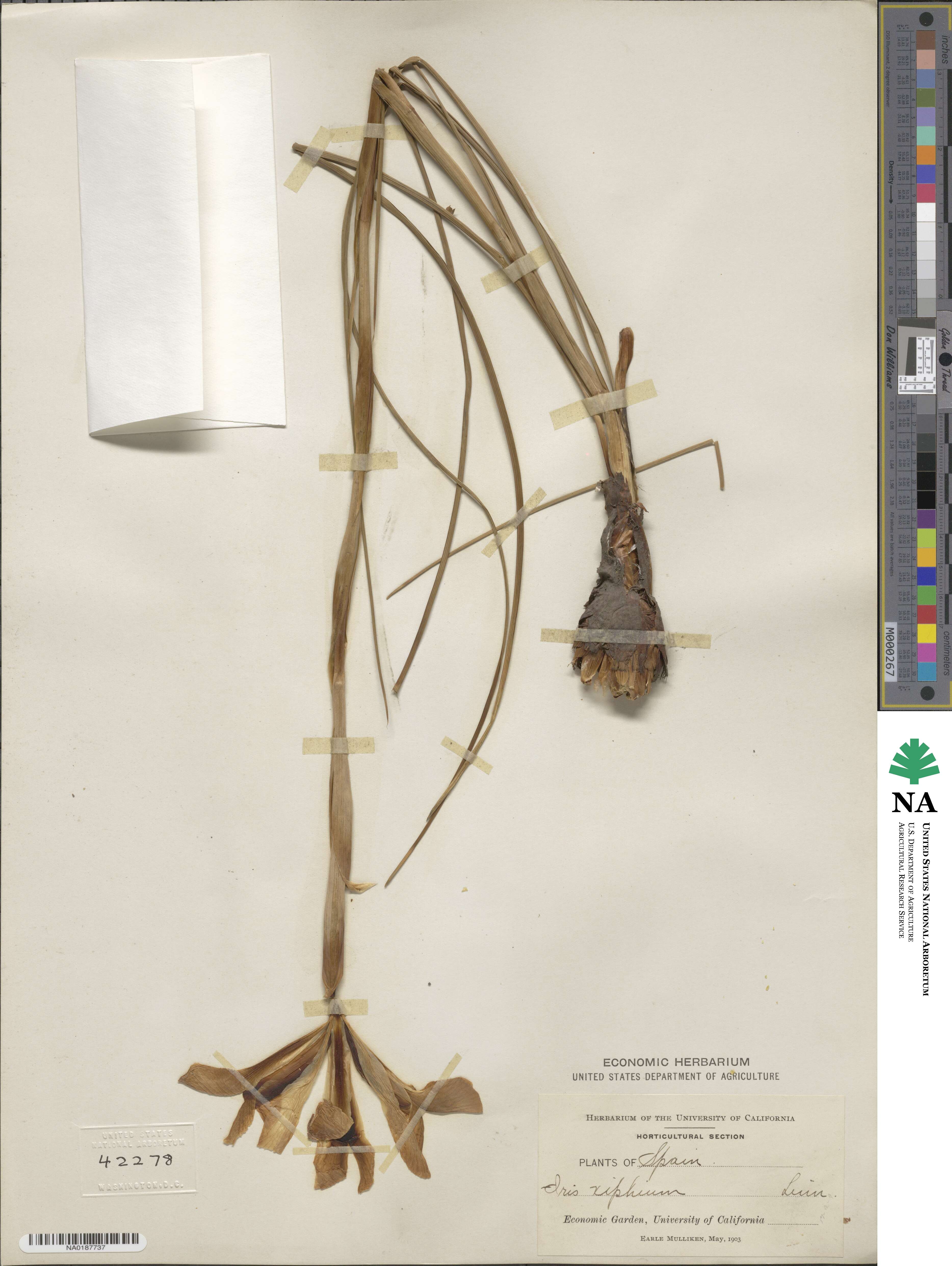 Iris xiphium image