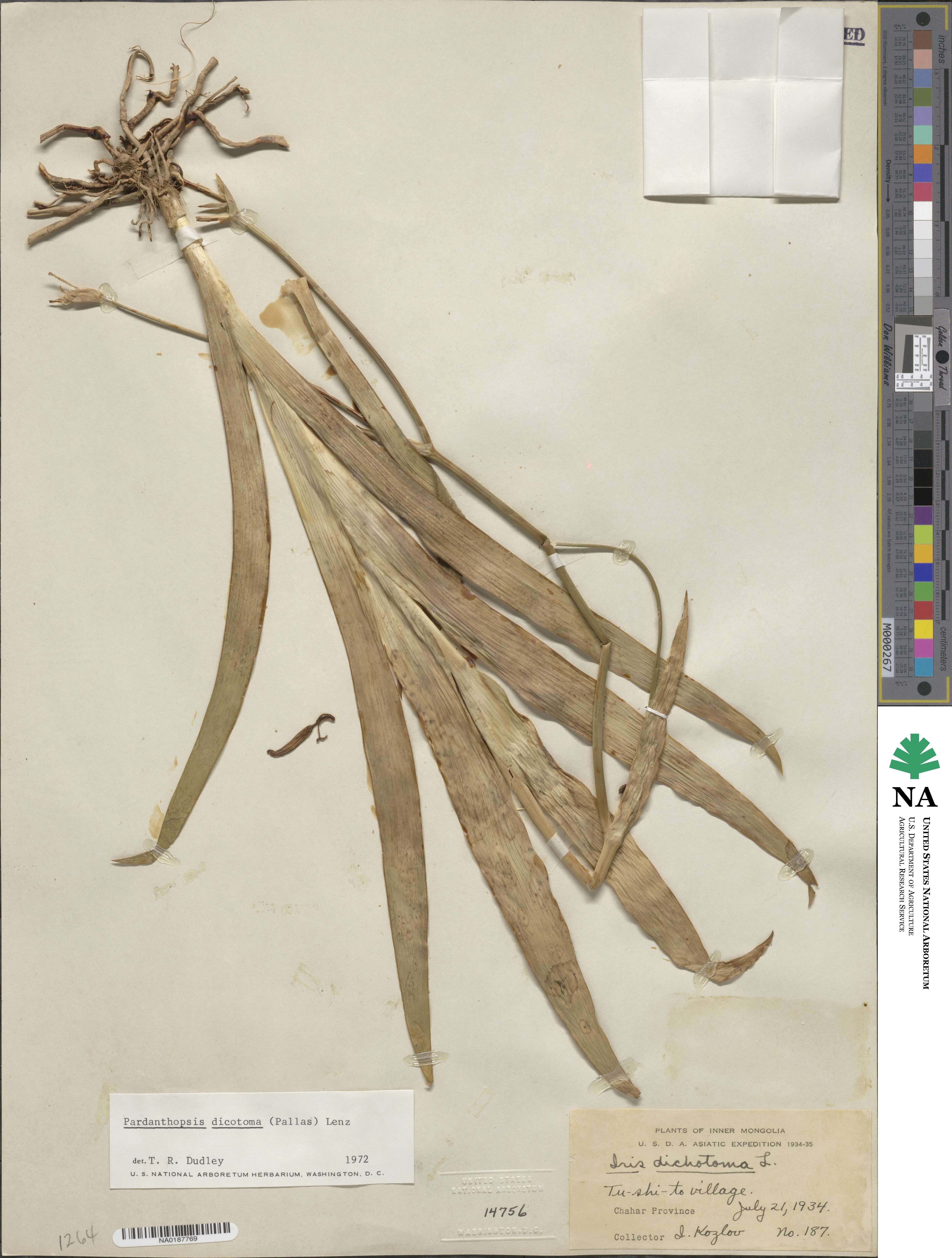 Iris dichotoma image