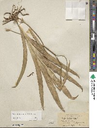 Iris dichotoma image