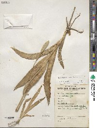 Iris dichotoma image