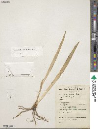 Iris dichotoma image