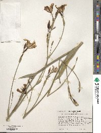 Iris dichotoma image