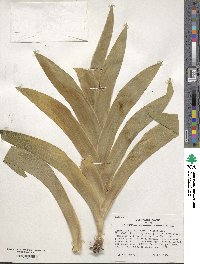 Iris dichotoma image