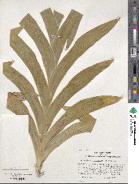 Iris dichotoma image