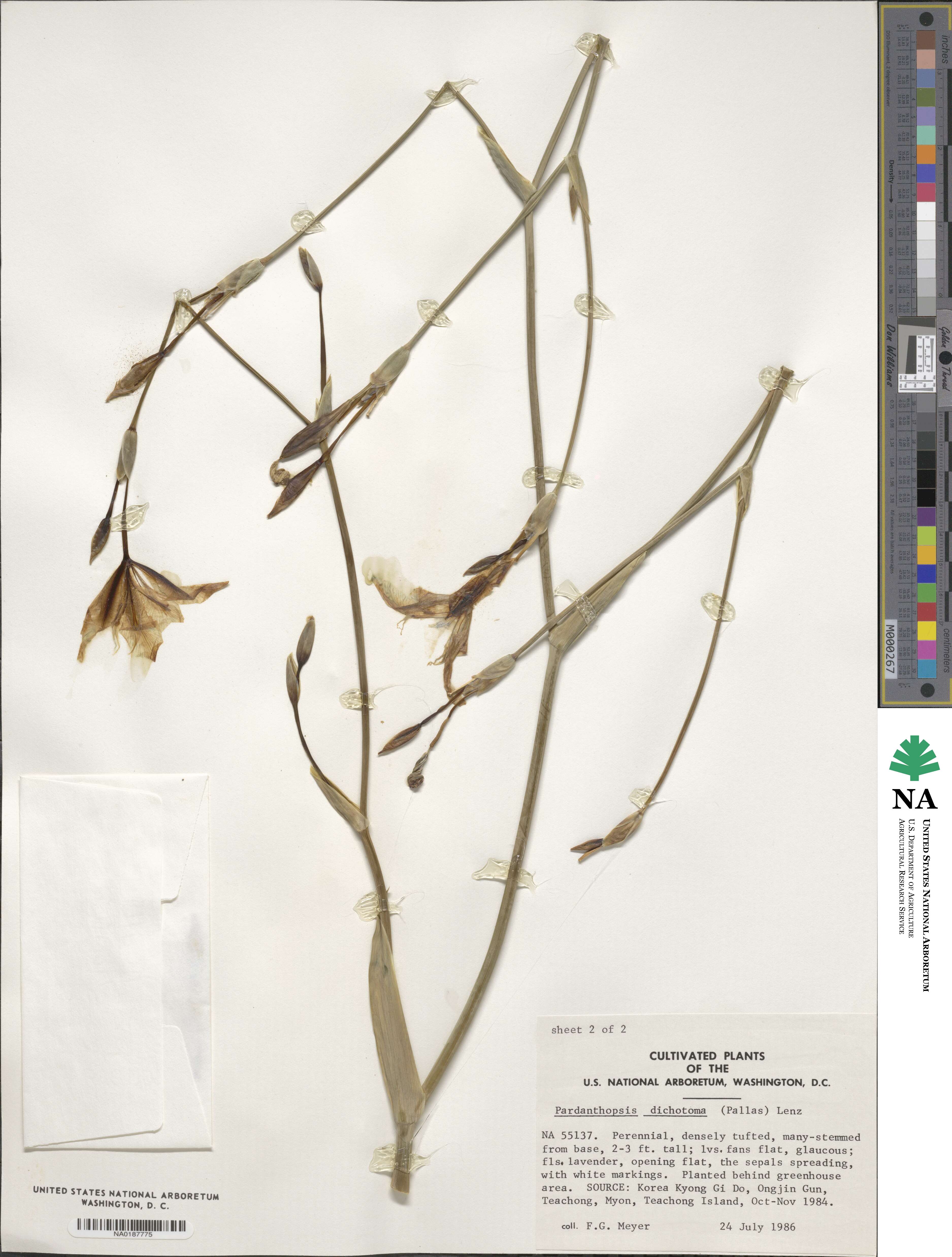 Iris dichotoma image