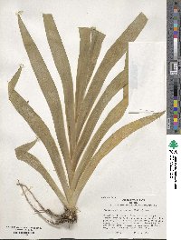 Iris dichotoma image