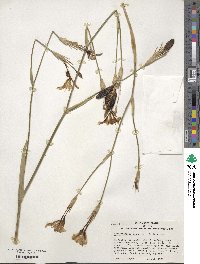 Iris dichotoma image