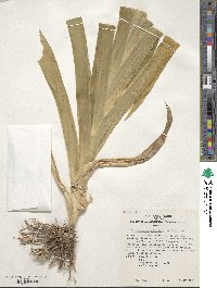 Iris dichotoma image