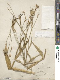 Iris dichotoma image