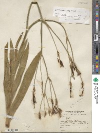 Iris dichotoma image