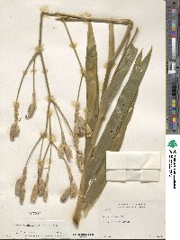 Iris dichotoma image