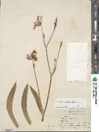 Iris dichotoma image