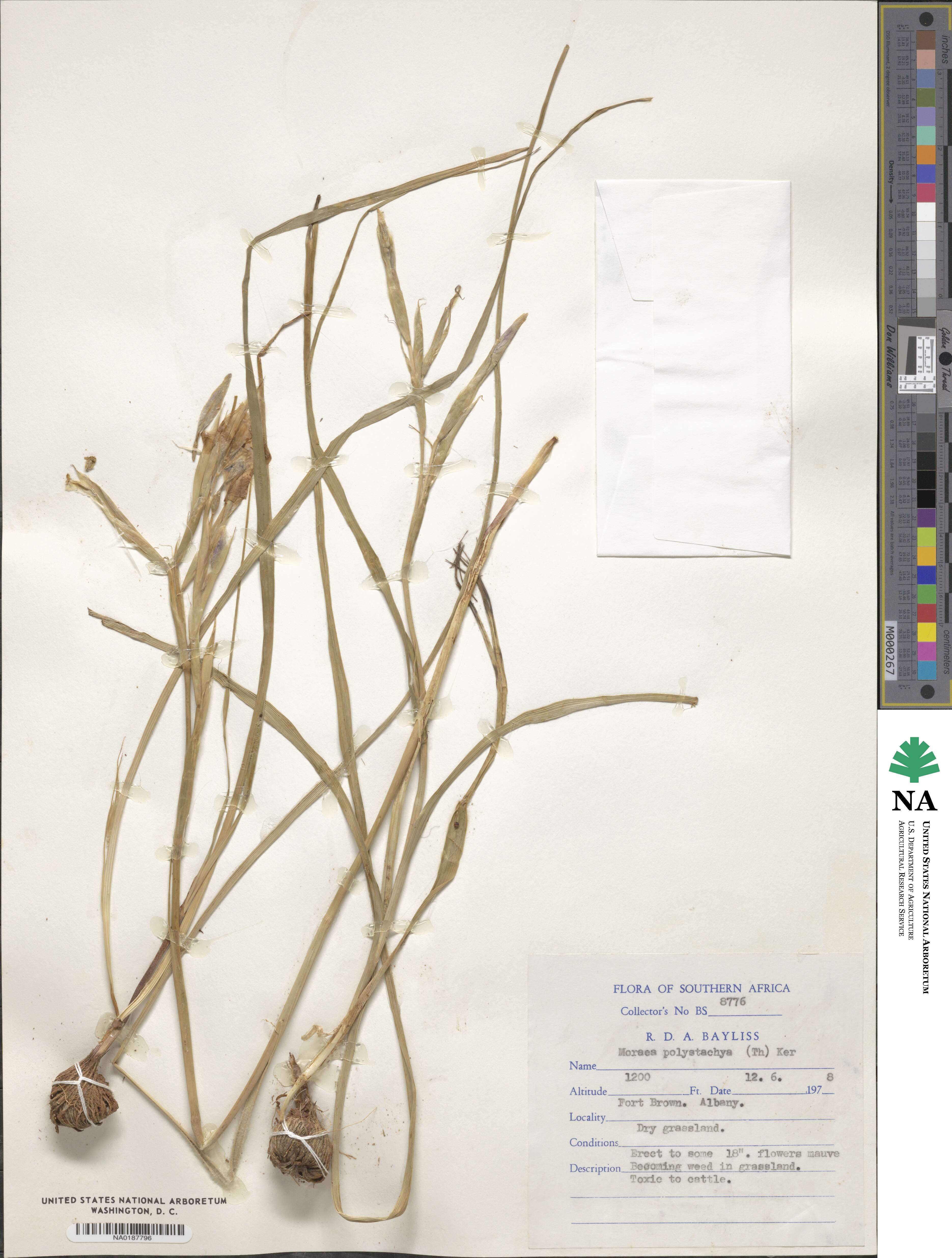 Moraea polystachya image