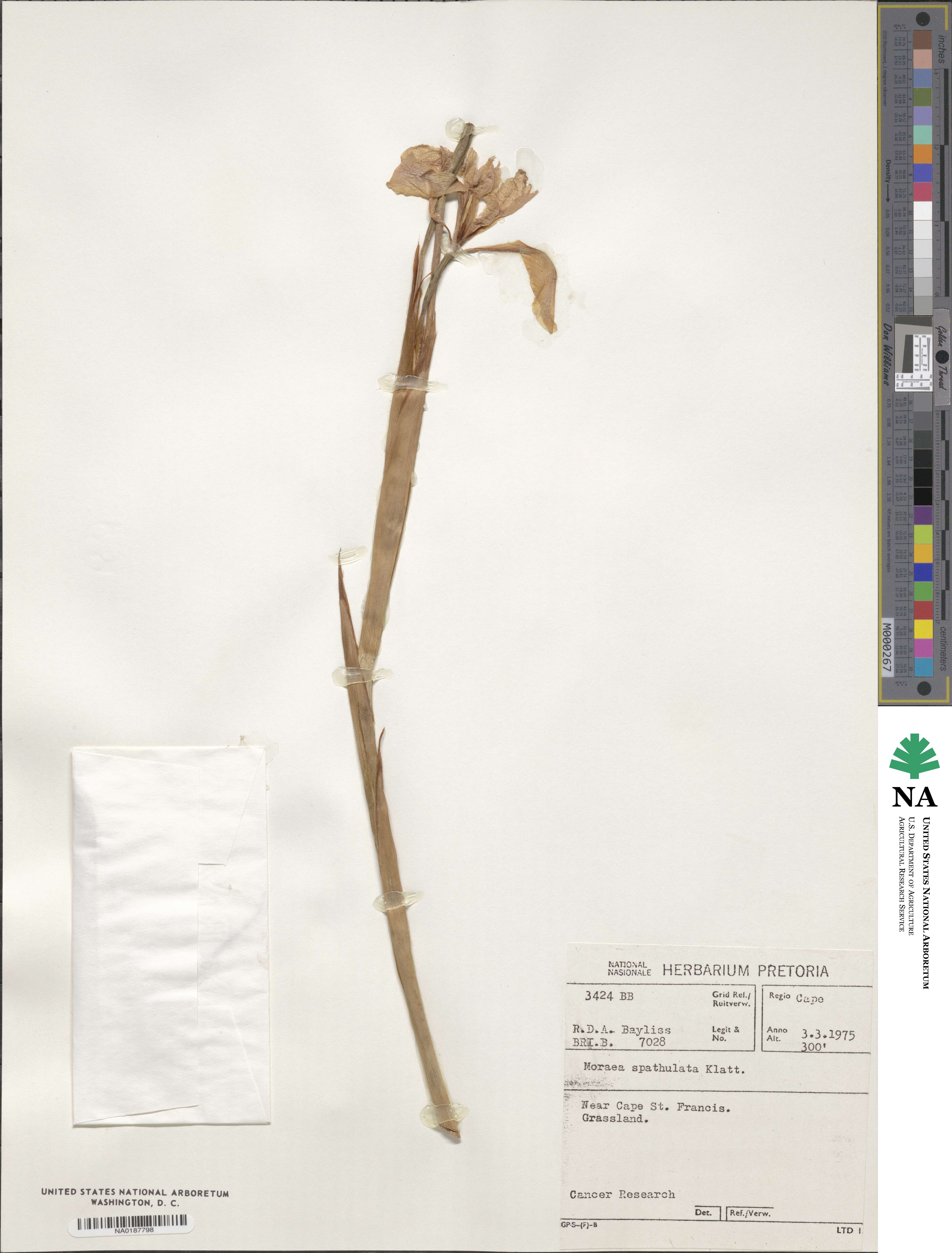 Moraea spathulata image