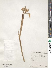 Image of Moraea spathulata