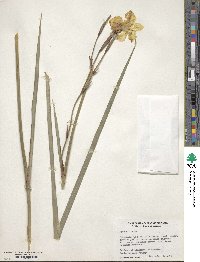 Dietes bicolor image