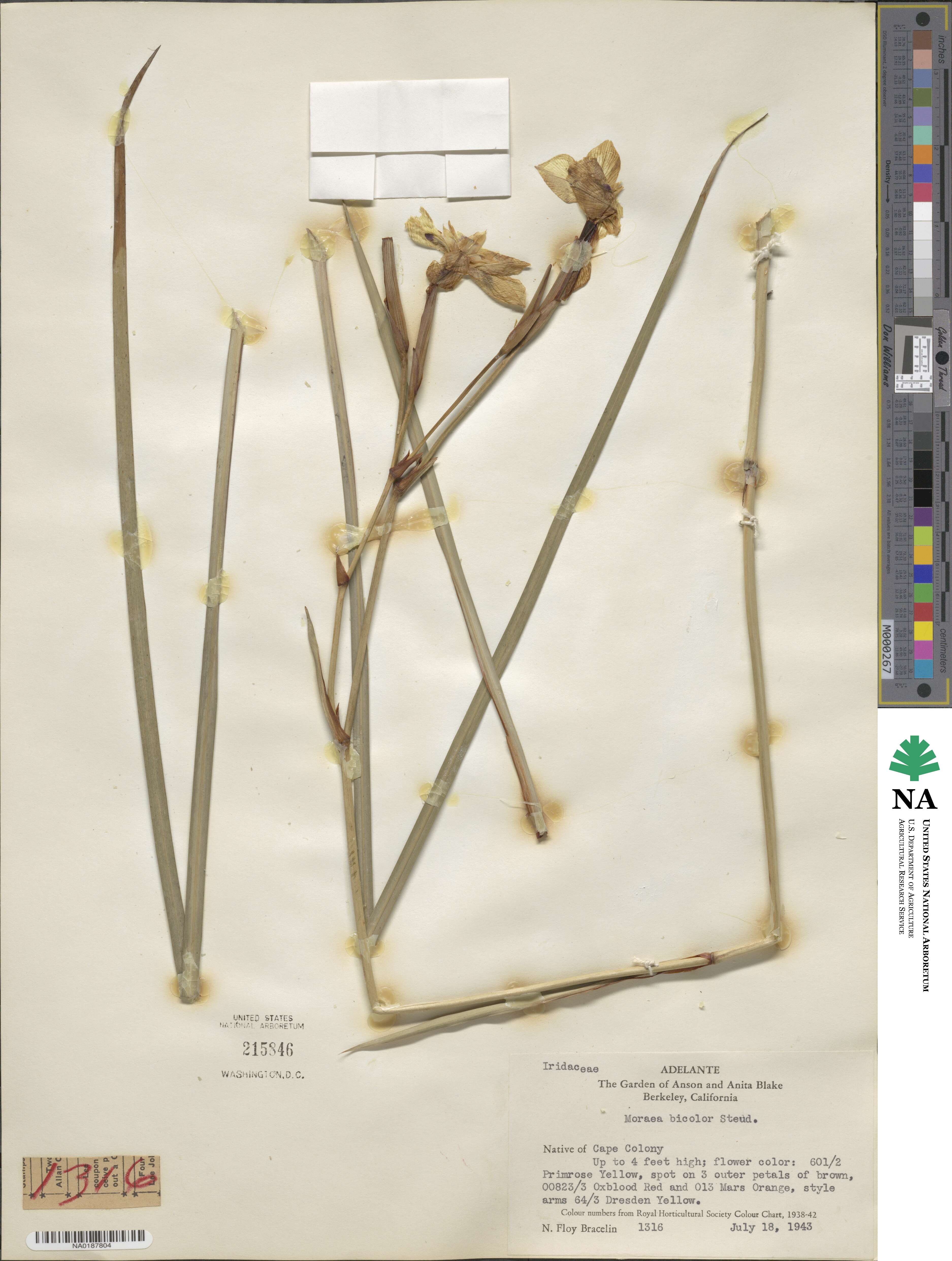 Dietes bicolor image