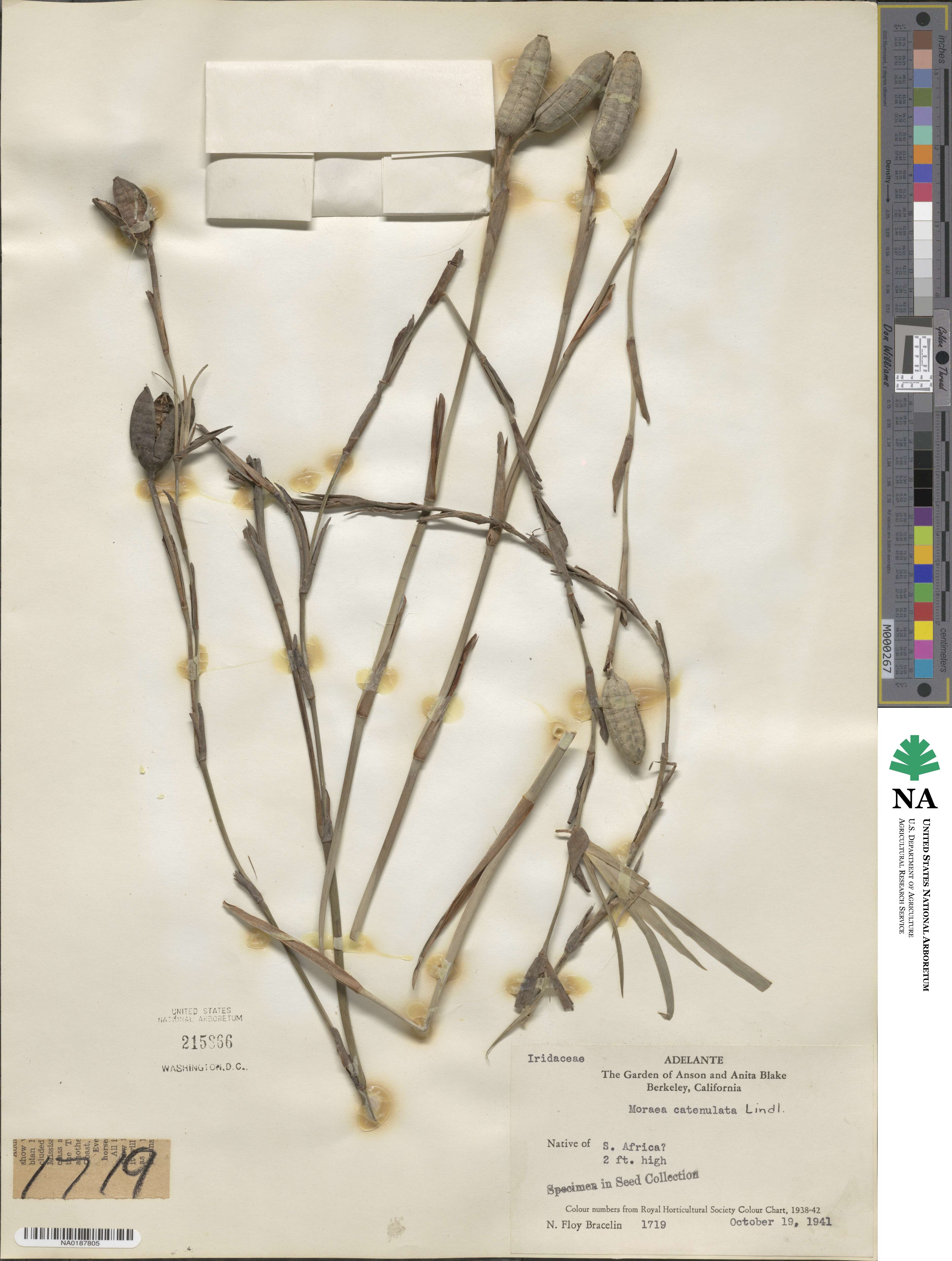 Dietes iridioides subsp. iridioides image