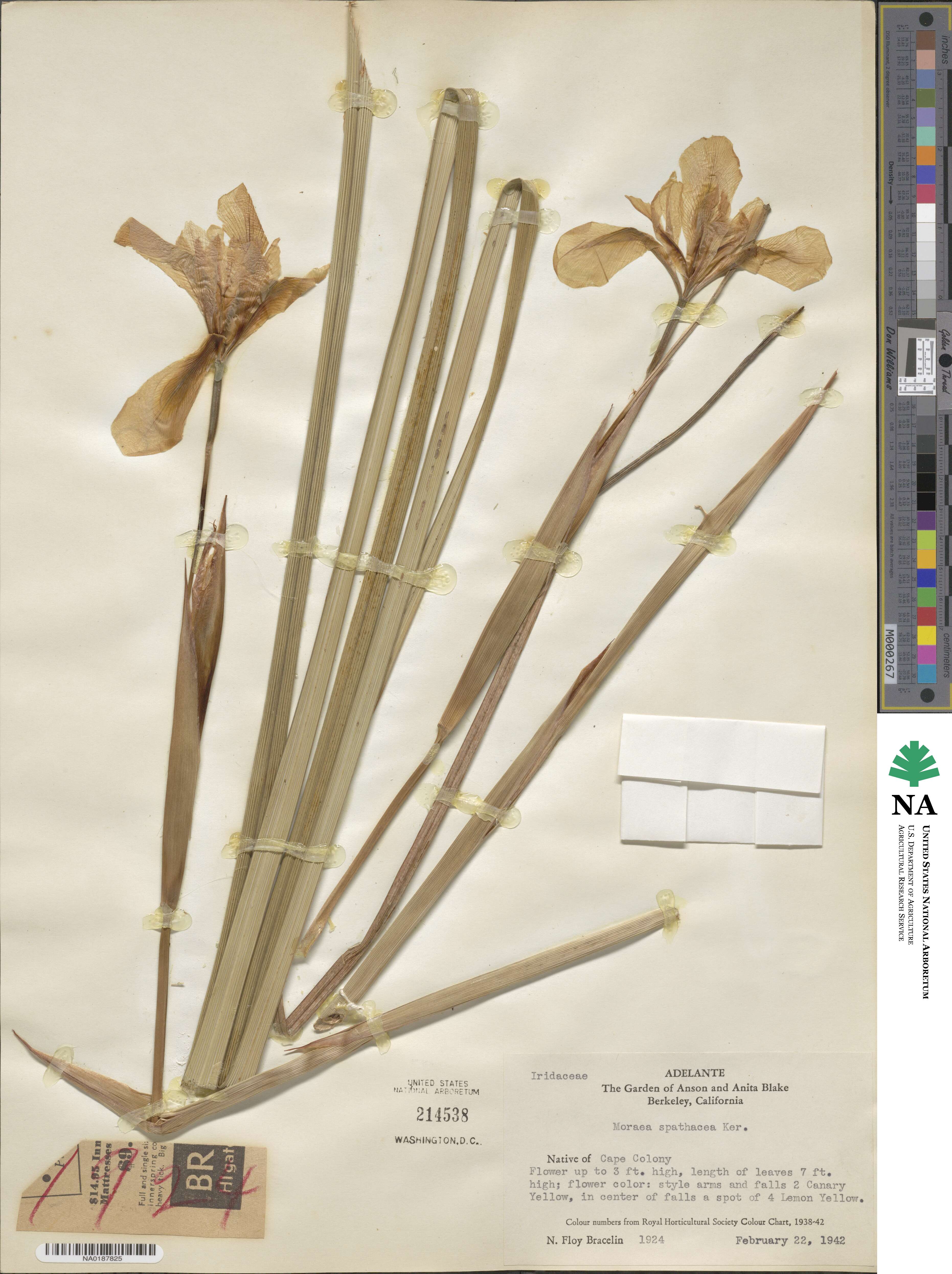 Moraea spathacea image