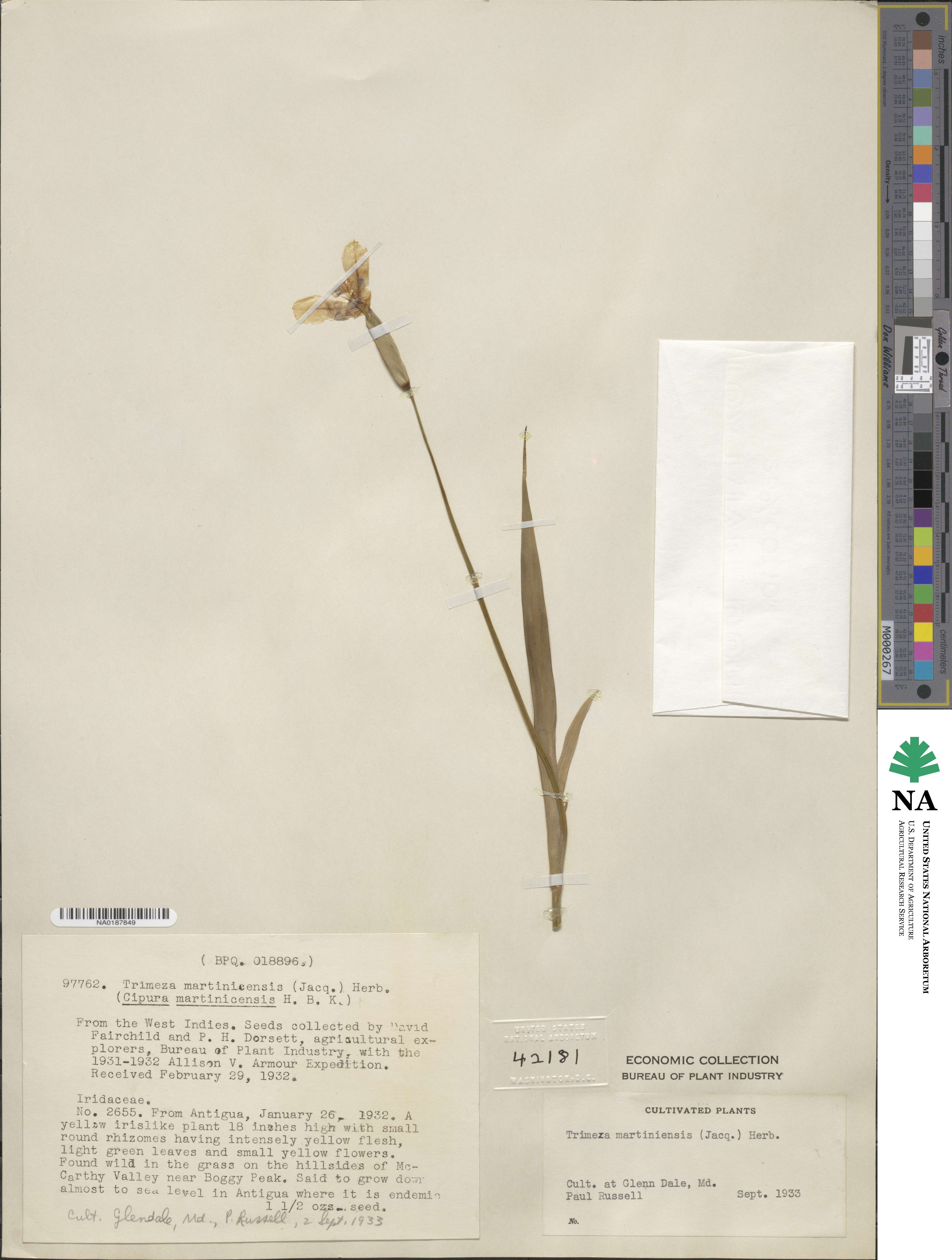 Trimezia martinicensis image