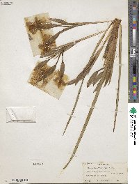 Image of Trimezia longifolia