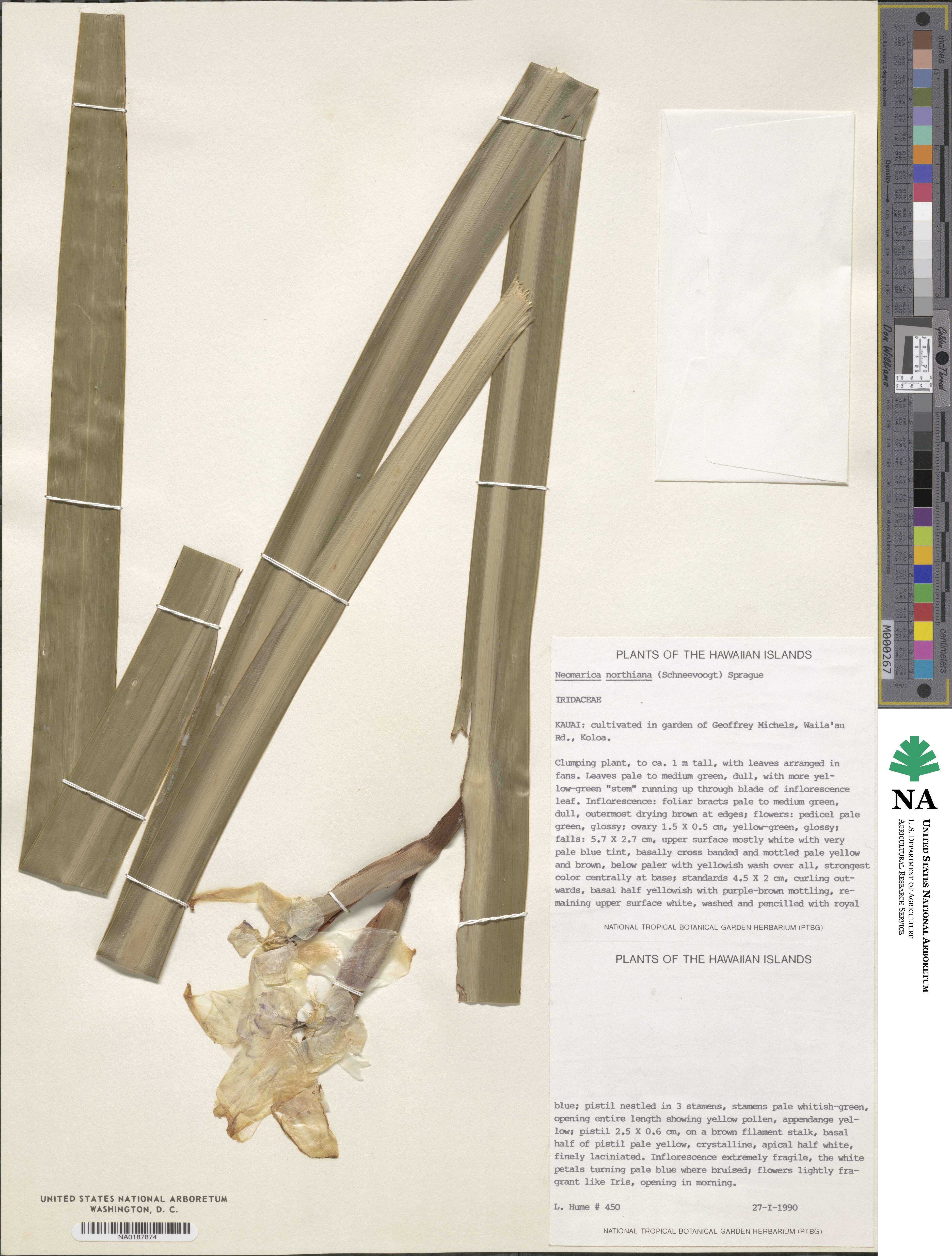 Trimezia northiana image