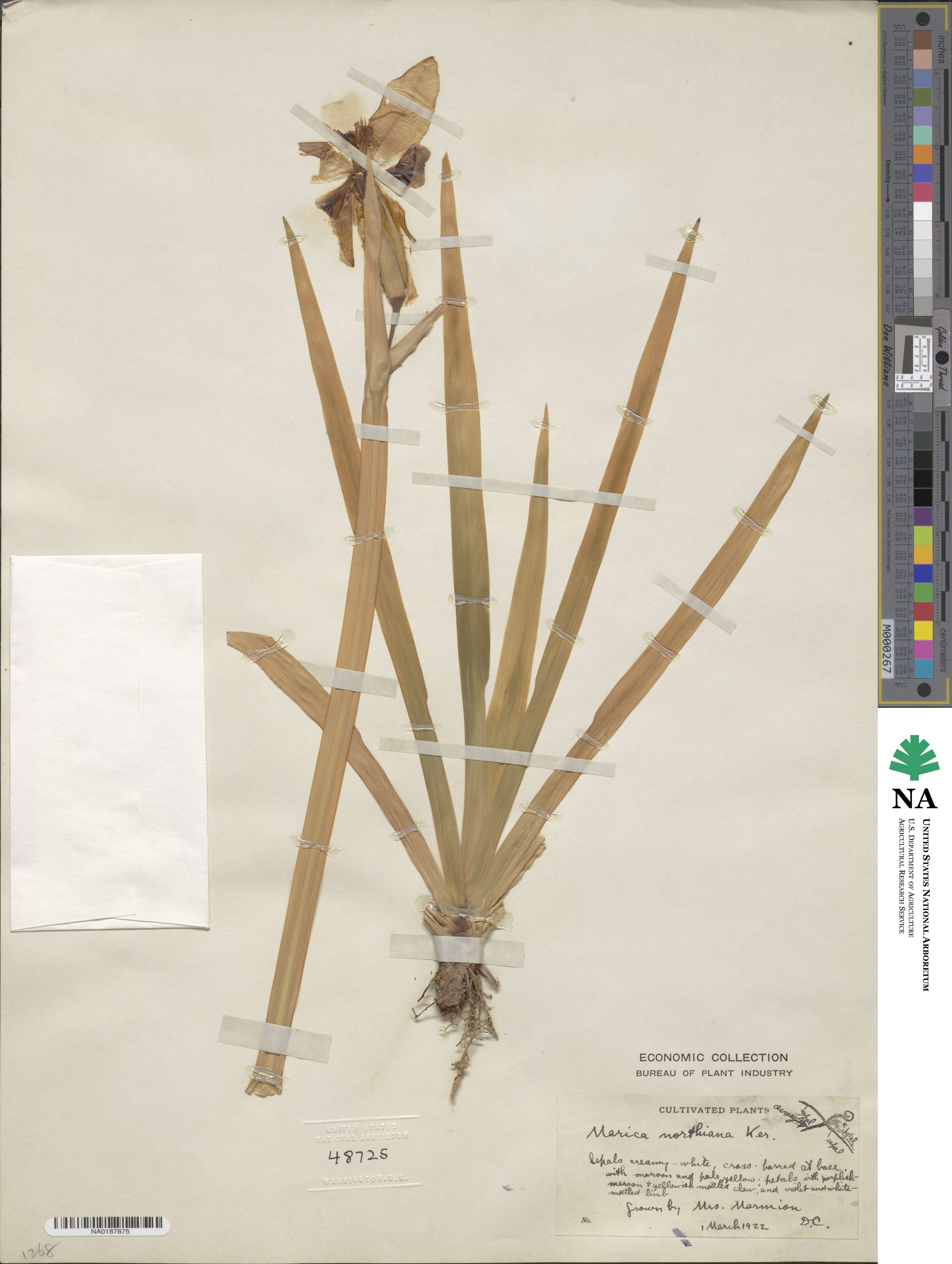 Trimezia northiana image