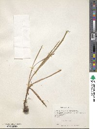 Herbertia pulchella image