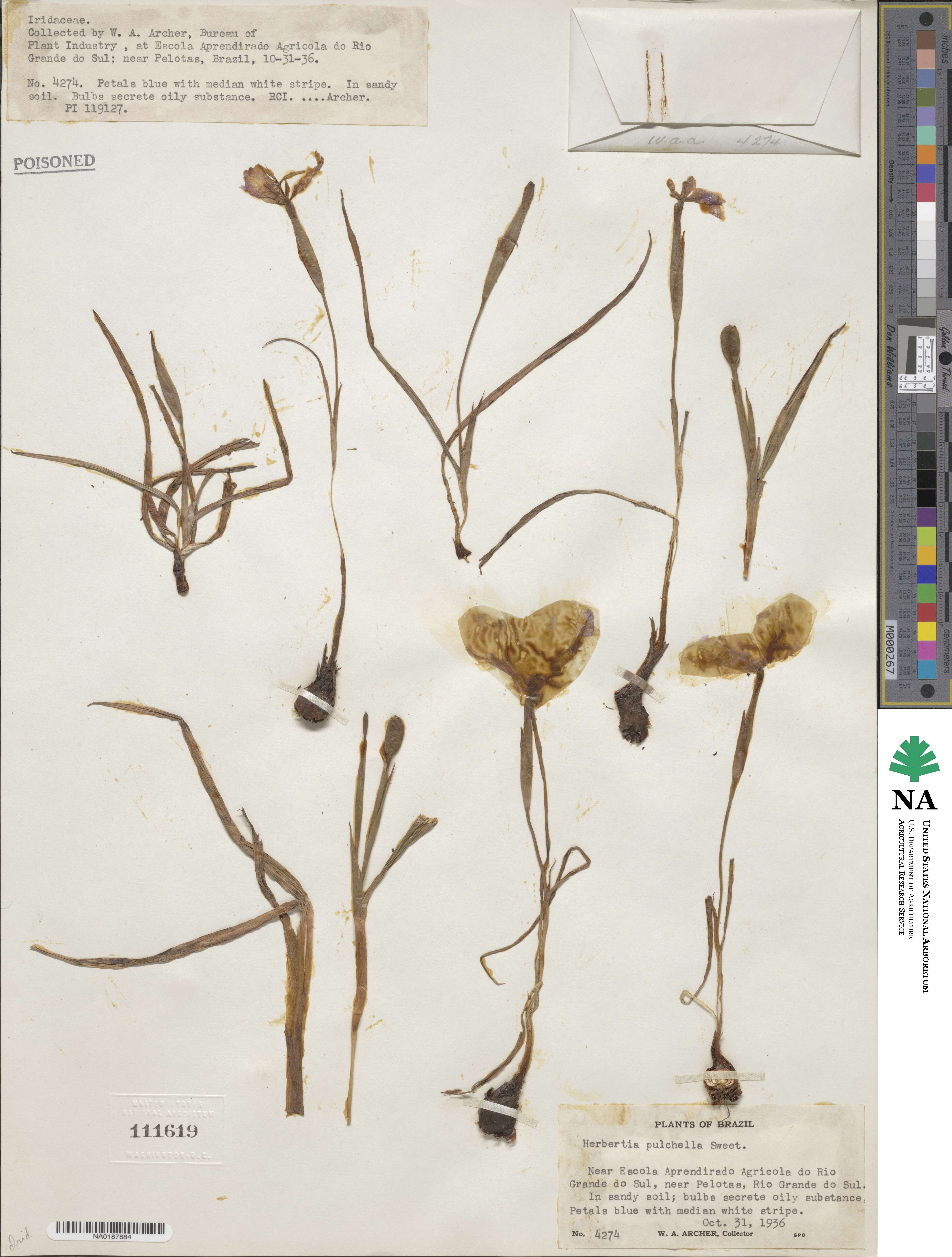 Herbertia image